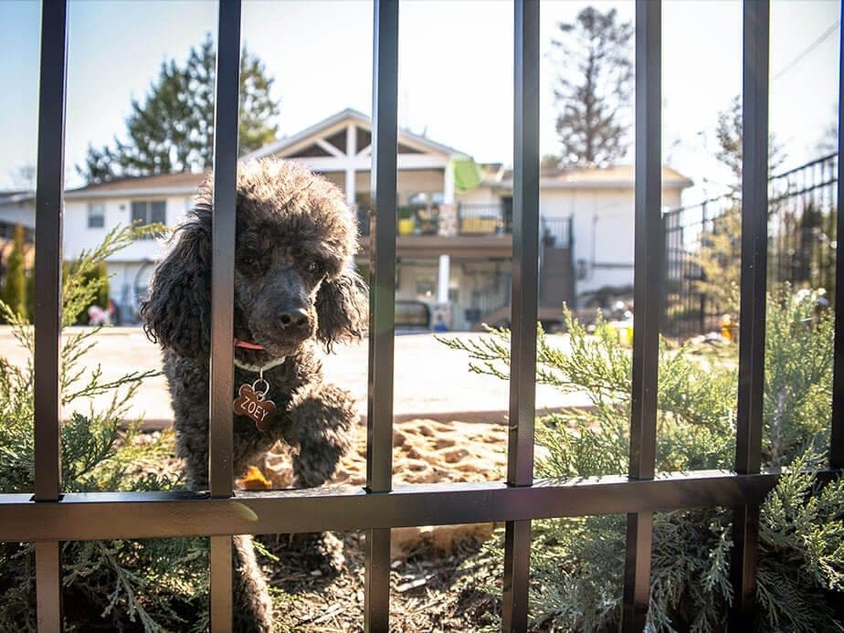 Pet Fence